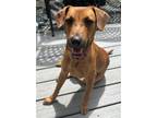 Adopt Leila a Brown/Chocolate Rhodesian Ridgeback / Mixed dog in Jefferson