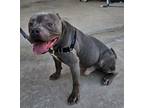 Adopt Loki a Gray/Blue/Silver/Salt & Pepper American Pit Bull Terrier / Mixed
