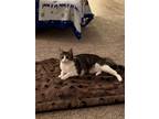 Adopt Kitty a Brown Tabby Domestic Shorthair / Mixed (medium coat) cat in