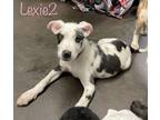 Adopt Lexie 2 in CT a White - with Black Labrador Retriever / Mixed Breed