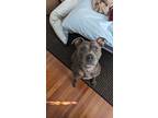 Adopt Bizou a Gray/Blue/Silver/Salt & Pepper American Pit Bull Terrier / Mixed