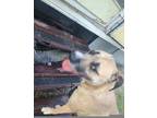 Adopt Giselle a Tan/Yellow/Fawn Mutt / Mixed dog in Plant City, FL (41306615)