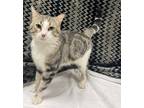 Adopt Walter a Brown or Chocolate Domestic Shorthair / Domestic Shorthair /