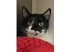 Adopt Cashmere 52673 a All Black Domestic Shorthair / Domestic Shorthair / Mixed