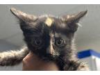 Adopt Roxanne a All Black Domestic Shorthair / Domestic Shorthair / Mixed cat in