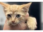 Adopt Ike a Orange or Red Domestic Shorthair / Domestic Shorthair / Mixed cat in