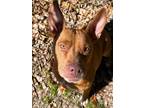 Adopt Sweet Baby Rae a Brown/Chocolate Mixed Breed (Large) / Mixed dog in
