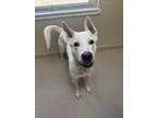 Adopt Snowball a White Husky / Mixed Breed (Medium) / Mixed (short coat) dog in