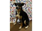 Adopt Charlie HW+ a Brown/Chocolate Mountain Cur / Mixed dog in Gainesville
