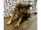 Adopt CoCo HW+ a Brown/Chocolate Mountain Cur / Mixed dog in Gainesville