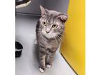 Adopt Buffy a Gray or Blue Domestic Shorthair / Domestic Shorthair / Mixed cat