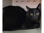 Adopt Sly a All Black Domestic Shorthair / Domestic Shorthair / Mixed cat in