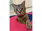 Adopt Kovu a Tan or Fawn Domestic Shorthair / Domestic Shorthair / Mixed cat in