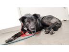 Adopt PITA a Black - with White Shepherd (Unknown Type) / Mixed dog in Tucson