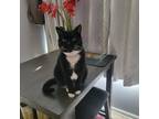 Adopt Mojo a Black & White or Tuxedo American Shorthair / Mixed (short coat) cat
