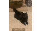 Adopt Jinx a Black (Mostly) Domestic Mediumhair (medium coat) cat in La Quinta