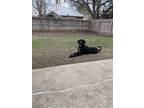 Adopt Blue a Black Labrador Retriever / Mixed dog in Converse, TX (40815276)