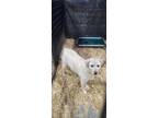 Adopt Moon a White Labrador Retriever / Jindo / Mixed dog in Sunderland
