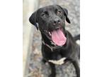 Adopt Delta a Black - with White Labrador Retriever / Boxer / Mixed dog in