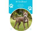 Adopt Bruce a Brindle Terrier (Unknown Type, Medium) / Mixed Breed (Medium) /