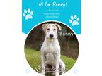Adopt Benny a White Mixed Breed (Large) / Mixed dog in Savannah, GA (41306208)