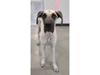 Adopt Fawn a Tan/Yellow/Fawn Great Dane / Mixed dog in Wichita Falls