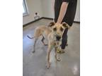 Adopt Ester a Tan/Yellow/Fawn Great Dane / Mixed dog in Wichita Falls