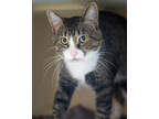 Adopt Eli a All Black Domestic Shorthair / Domestic Shorthair / Mixed cat in