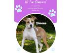 Adopt Simone a White Terrier (Unknown Type, Medium) / Mixed Breed (Medium) /