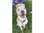 Adopt Jax a American Staffordshire Terrier / Mixed dog in Tulare, CA (39270530)