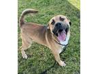 Adopt Bert a American Staffordshire Terrier / Terrier (Unknown Type
