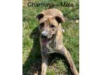 Adopt Charming a Brindle - with White Greyhound / Mixed dog in Fairmont