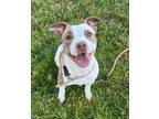 Adopt Britney a American Staffordshire Terrier / Mixed dog in Tulare