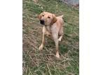 Adopt Duke a Tan/Yellow/Fawn Labrador Retriever / Mixed dog in Fairmont