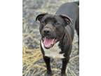 Adopt Lugnut a Black - with White American Pit Bull Terrier / Mixed dog in