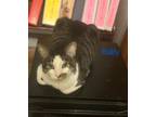 Adopt Baby a Black & White or Tuxedo Calico / Mixed (medium coat) cat in Kemp