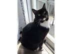 Adopt Nala a Black & White or Tuxedo American Shorthair / Mixed (short coat) cat