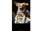 Adopt Honey a White - with Brown or Chocolate Jack Russell Terrier / Mixed dog