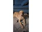 Adopt June a Tan/Yellow/Fawn - with White Labradoodle / Mixed dog in Wichita