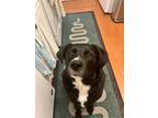 Adopt Onyx a Black - with White Labrador Retriever / Mixed dog in Baltimore