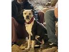 Adopt Kaipo a Black - with White Boxer / Mixed dog in Phoenix, AZ (41280119)