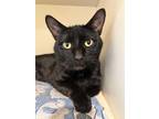 Adopt DR MORTAN a All Black Domestic Shorthair (short coat) cat in Royal Oak