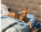 Adopt Biscuit a Brown/Chocolate - with White German Shepherd Dog / Mutt / Mixed