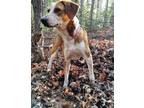 Adopt Jolene a Black - with Tan, Yellow or Fawn Treeing Walker Coonhound / Mixed