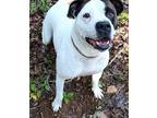 Adopt Coquina a White - with Brown or Chocolate Boxer / Pit Bull Terrier / Mixed