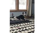 Adopt Sadie a Black - with White Great Dane / Mixed dog in Morley, MI (41302667)