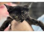 Adopt Laika a All Black Domestic Shorthair / Domestic Shorthair / Mixed cat in