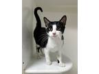Adopt Marco a All Black Domestic Shorthair / Domestic Shorthair / Mixed cat in