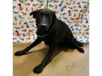 Adopt Pixie a Black Mountain Cur / Mixed dog in Gainesville, GA (41306237)