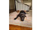 Adopt Elm a Black American Pit Bull Terrier / Rottweiler / Mixed (short coat)